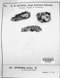 Hypocrea citrina image